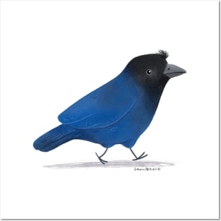 Azure Jay Bird Posters and Art